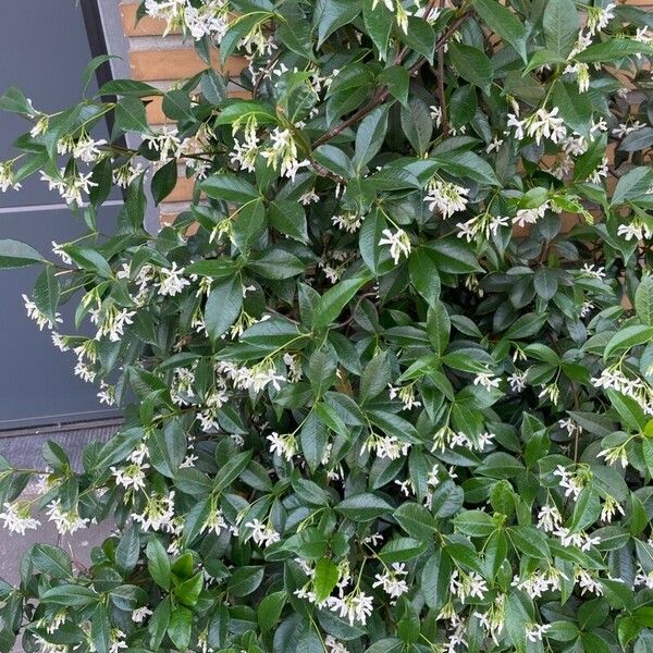 Trachelospermum jasminoides Floro