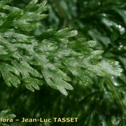 Vandenboschia speciosa Leaf