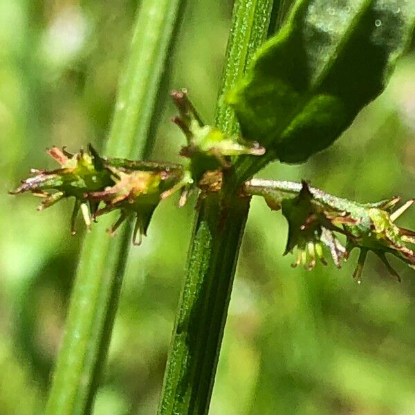 Rumex brownii Leaf