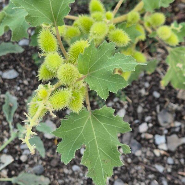 Xanthium strumarium Fruitua