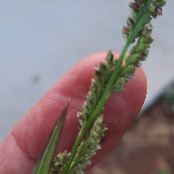 Echinochloa colonum Flor