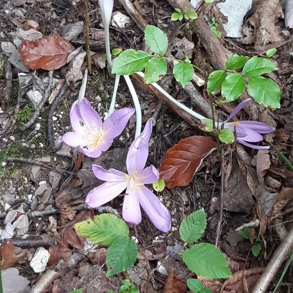 Colchicum autumnale ফুল