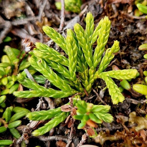 Lycopodium alpinum পাতা