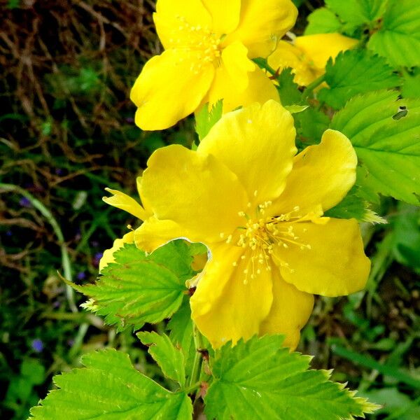 Kerria japonica പുഷ്പം