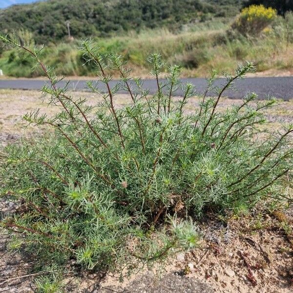 Artemisia campestris Leaf