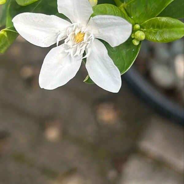 Wrightia antidysenterica Flor