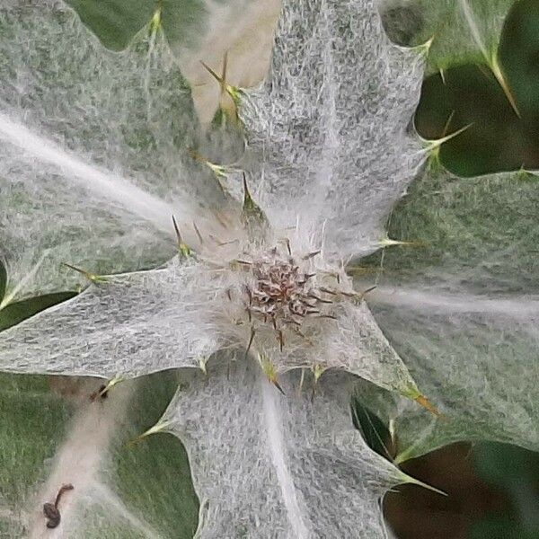 Onopordum acanthium Leaf