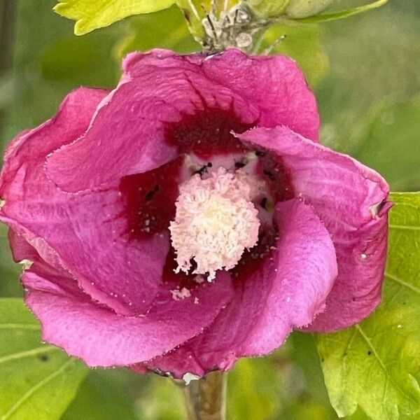 Hibiscus syriacus Blomma