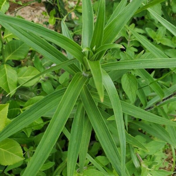 Lilium lancifolium ഇല