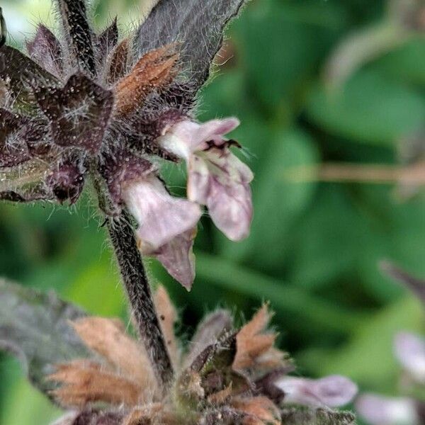 Stachys alpina Blodyn