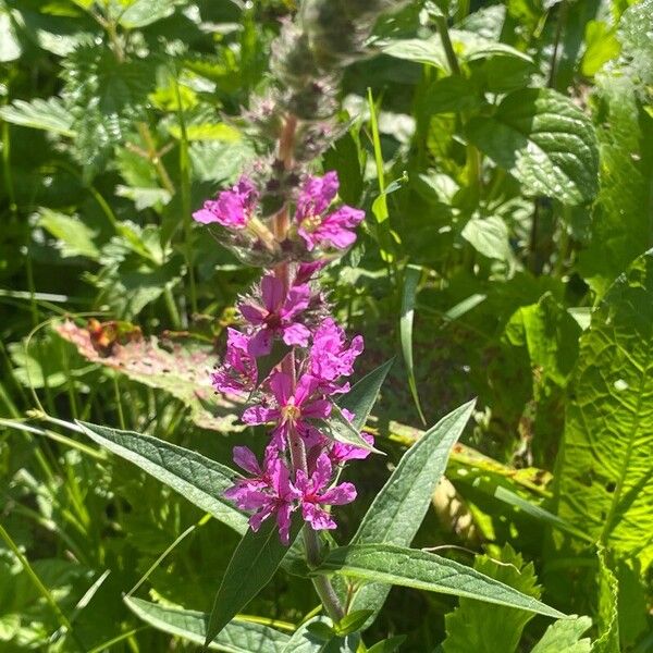 Lythrum salicaria 花