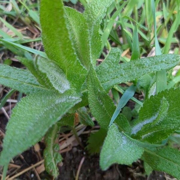 Eupatorium perfoliatum Blad