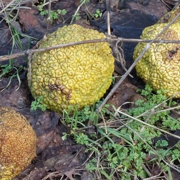 Maclura pomifera Froito