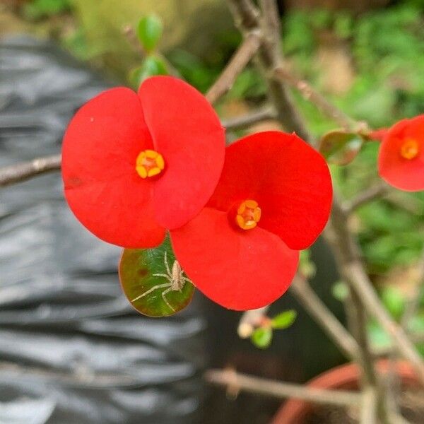 Euphorbia geroldii Kukka