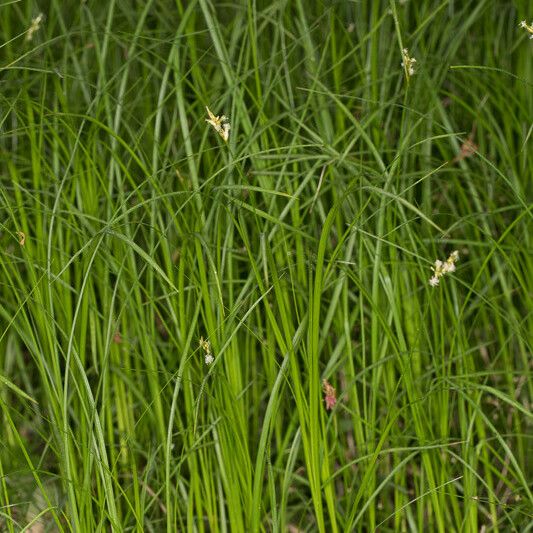 Carex brizoides موطن