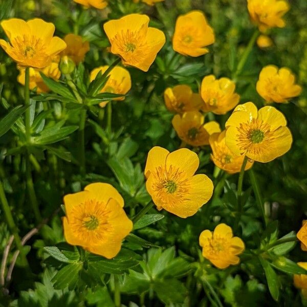 Ranunculus montanus Kukka