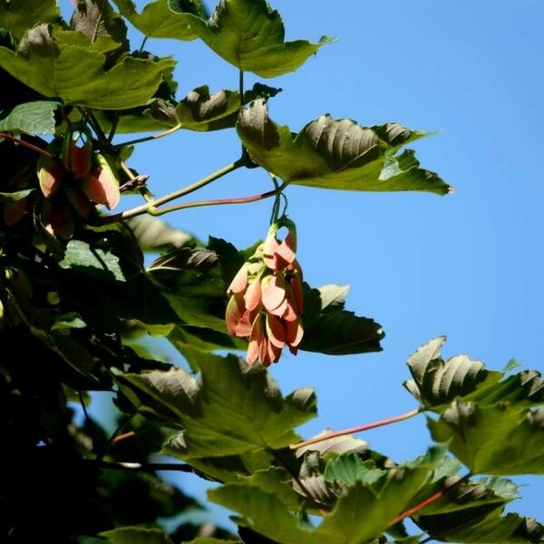 Acer tataricum Autre