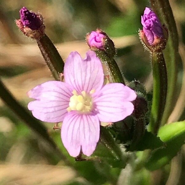 Epilobium parviflorum Кветка