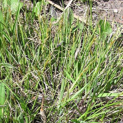 Carex sterilis Habitus