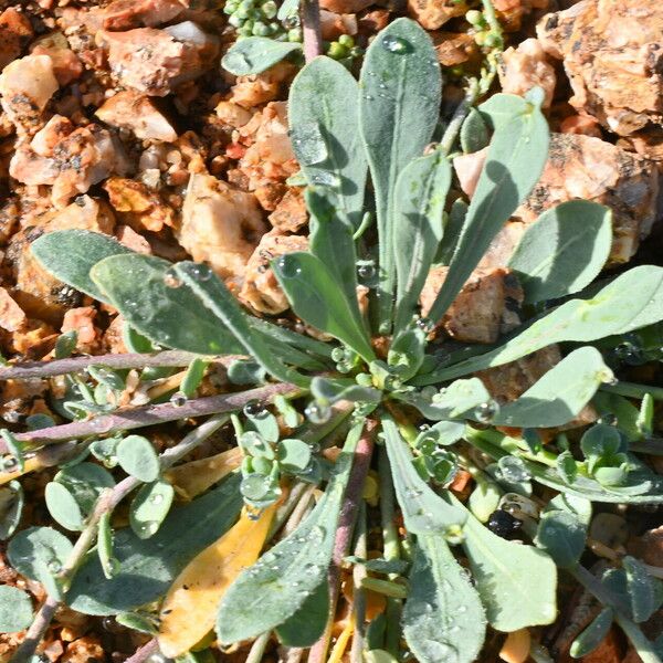 Corrigiola litoralis Leaf