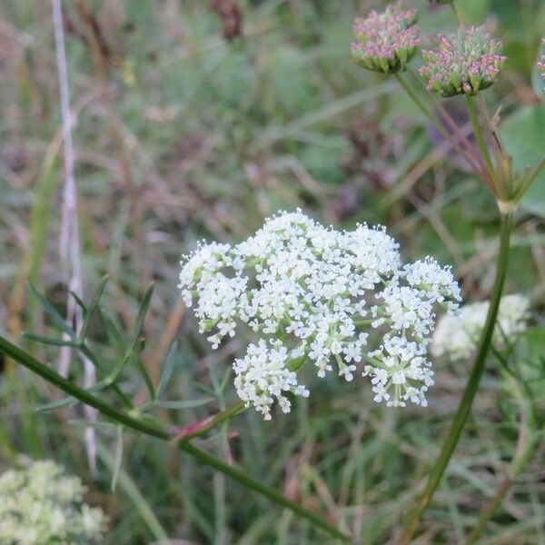 Seseli annuum 花