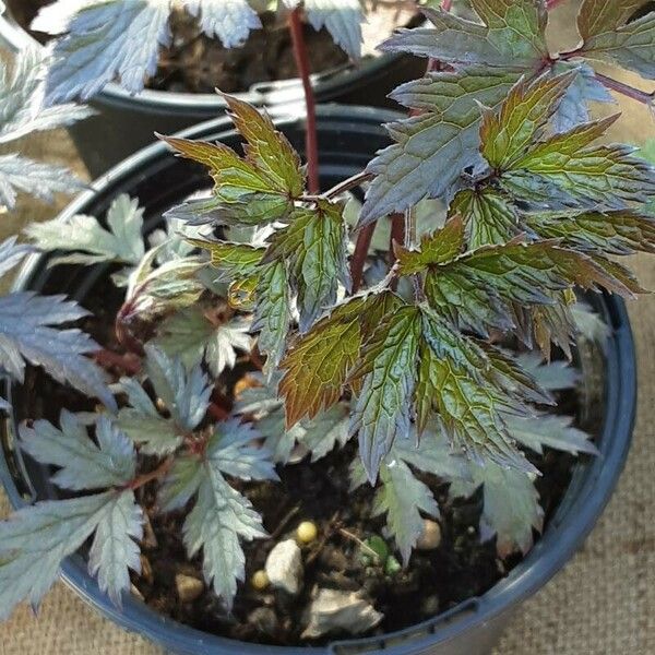 Actaea racemosa Лист