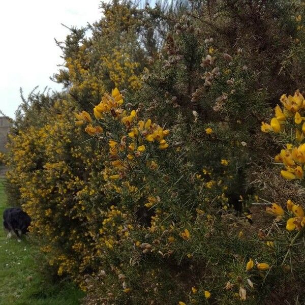 Ulex europaeus Tervik taim