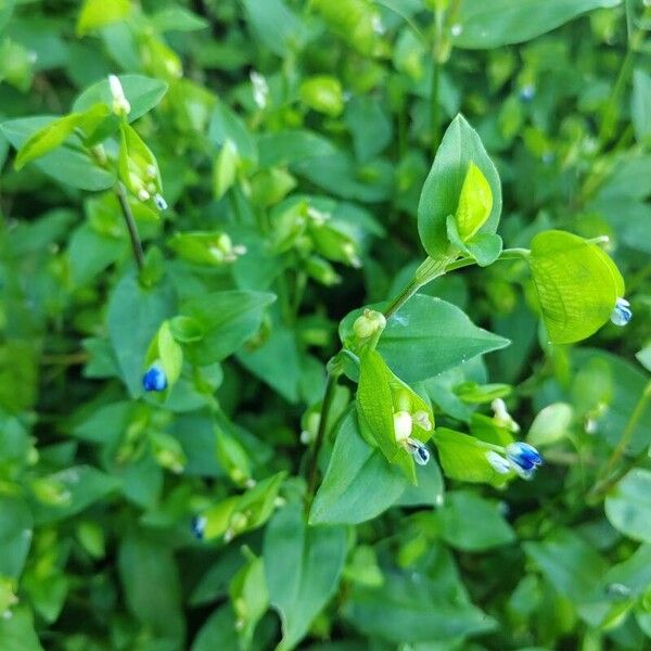 Commelina diffusa Φύλλο