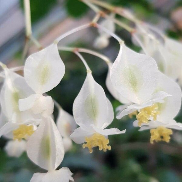 Begonia undulata Flor