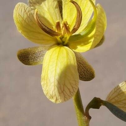 Senna italica Blomst