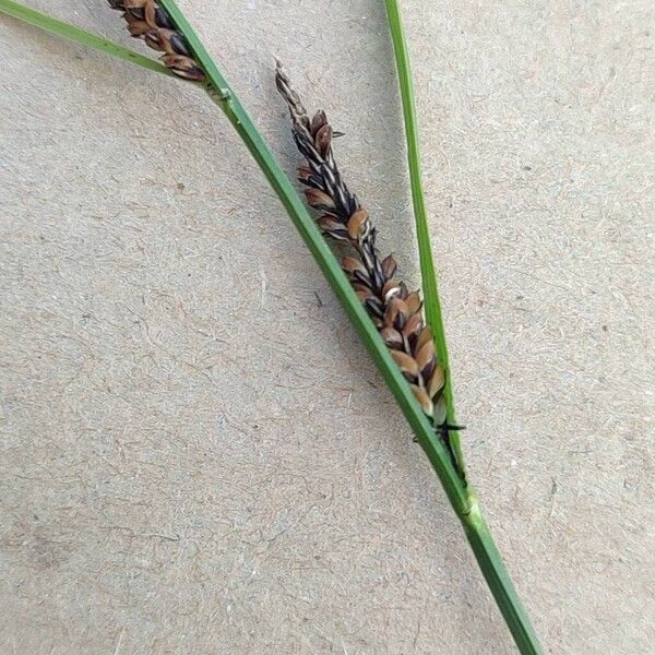 Carex flacca Flower