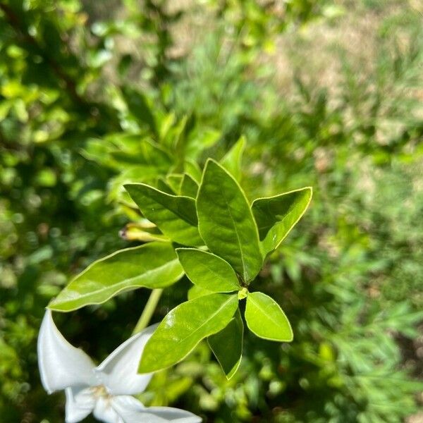 Rosenbergiodendron formosum Leaf