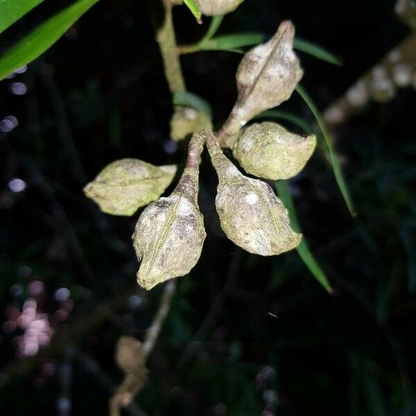 Hakea salicifolia Froito