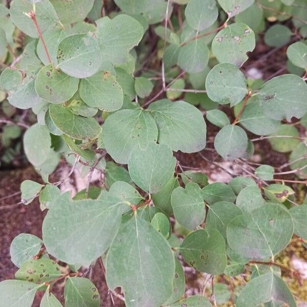 Symphoricarpos albus Blad