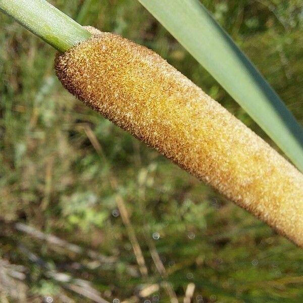 Typha domingensis Fruit