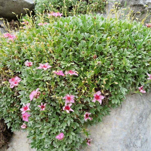 Potentilla nitida Συνήθη χαρακτηριστικά