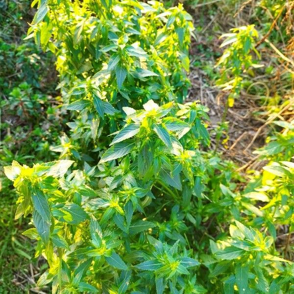 Mercurialis annua Blad