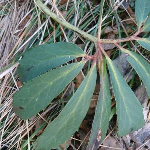 Helleborus niger পাতা