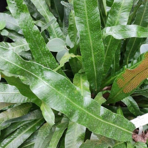 Campyloneurum angustifolium Leaf
