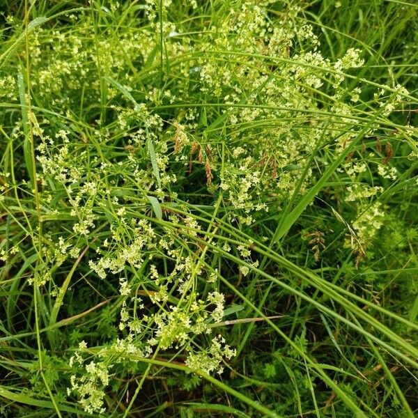 Galium mollugo Flower