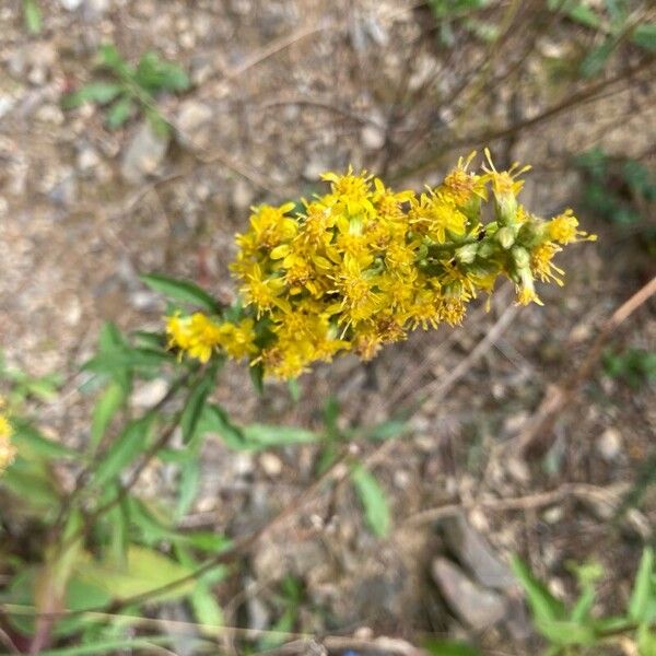 Solidago virgaurea Floare