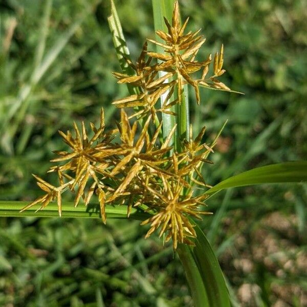 Cyperus esculentus Blomst