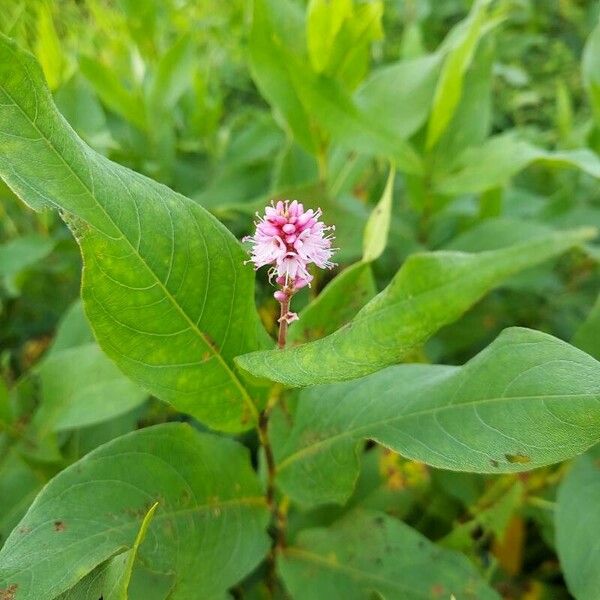 Persicaria amphibia Flower