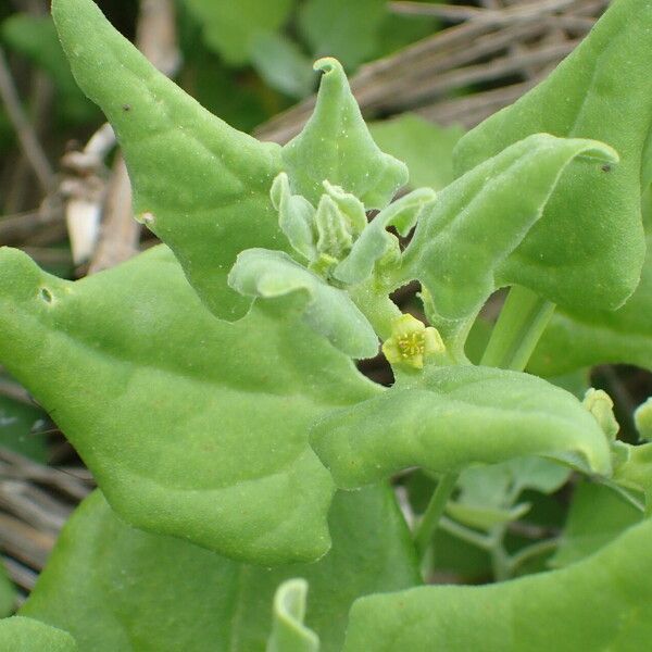 Tetragonia tetragonioides Leaf