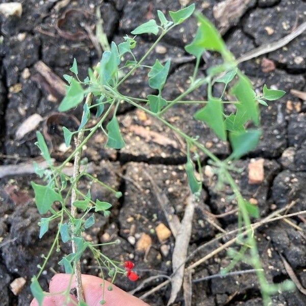 Chenopodium robertianum Yaprak