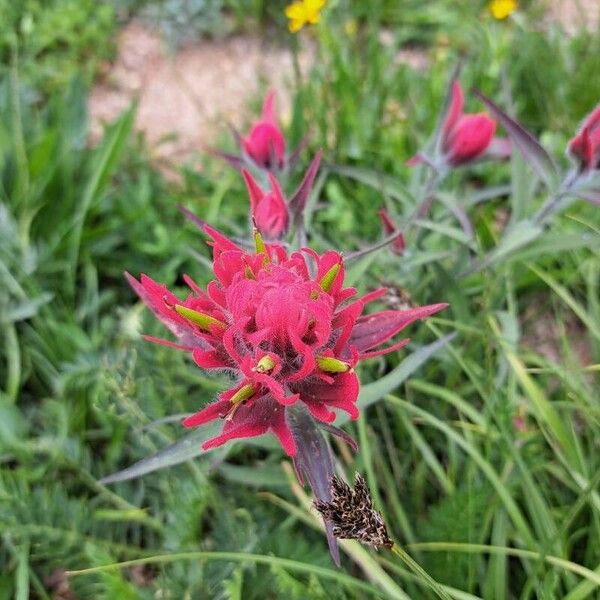 Castilleja parviflora Žiedas