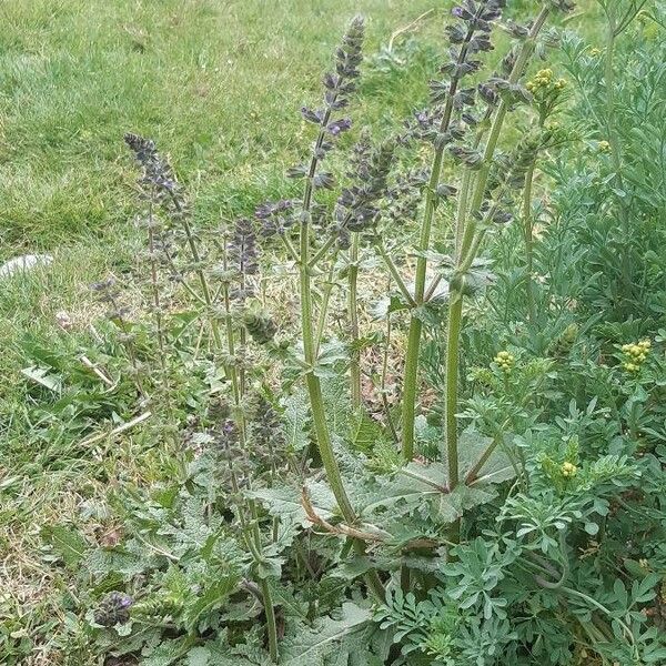 Salvia verbenaca Habit