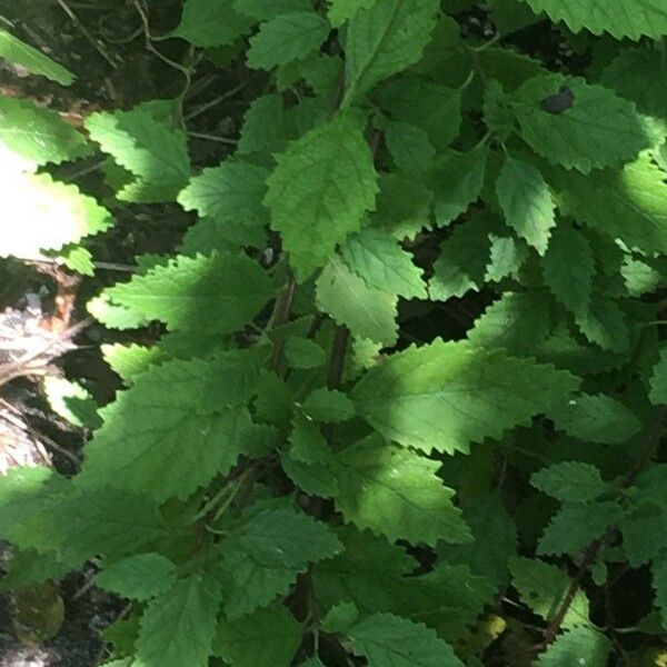 Ulmus americana Leht