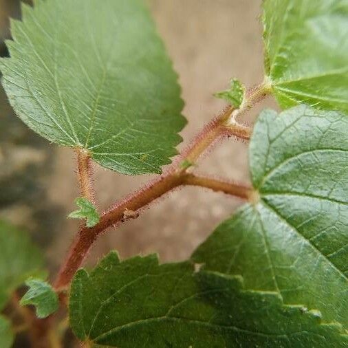 Acalypha californica Leaf