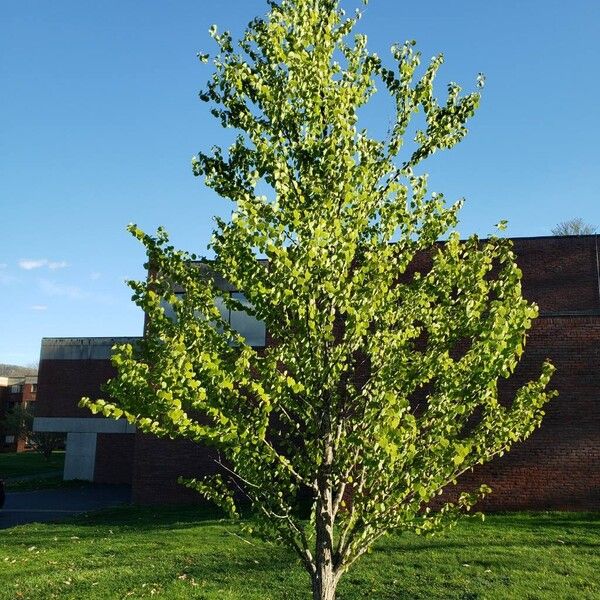 Cercidiphyllum japonicum 形态